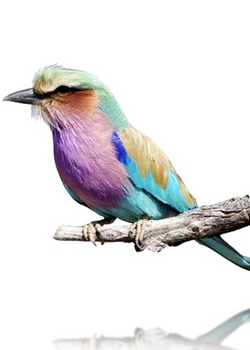 ANJALI HOOD - Lilac Breasted Roller Cushion - Designer Dress hire