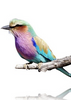ANJALI HOOD - Lilac Breasted Roller Cushion - Designer Dress hire